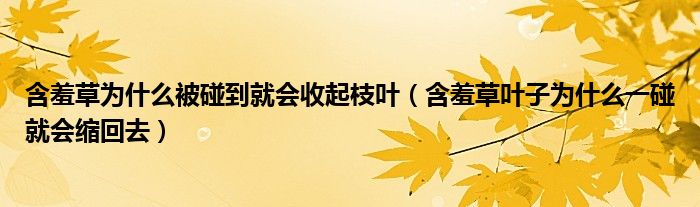 含羞草为什么被碰到就会收起枝叶（含羞草叶子为什么一碰就会缩回去）