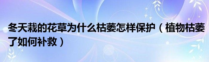 冬天栽的花草为什么枯萎怎样保护（植物枯萎了如何补救）