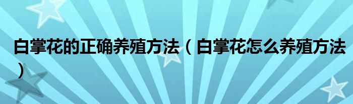 白掌花的正确养殖方法（白掌花怎么养殖方法）