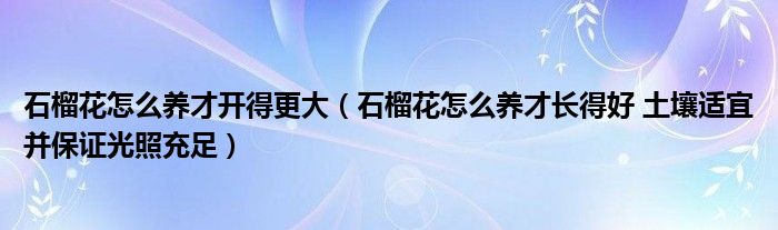 石榴花怎么养才开得更大（石榴花怎么养才长得好 土壤适宜并保证光照充足）