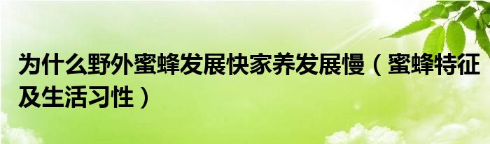 为什么野外蜜蜂发展快家养发展慢（蜜蜂特征及生活习性）