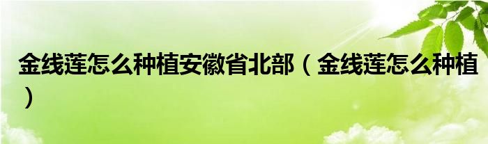 金线莲怎么种植安徽省北部（金线莲怎么种植）