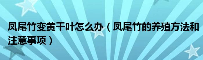 凤尾竹变黄干叶怎么办（凤尾竹的养殖方法和注意事项）