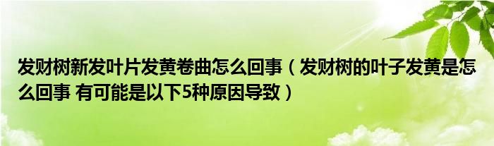 发财树新发叶片发黄卷曲怎么回事（发财树的叶子发黄是怎么回事 有可能是以下5种原因导致）