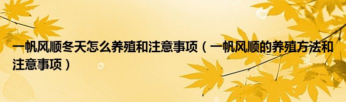 一帆风顺冬天怎么养殖和注意事项（一帆风顺的养殖方法和注意事项）