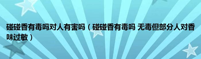 碰碰香有毒吗对人有害吗（碰碰香有毒吗 无毒但部分人对香味过敏）