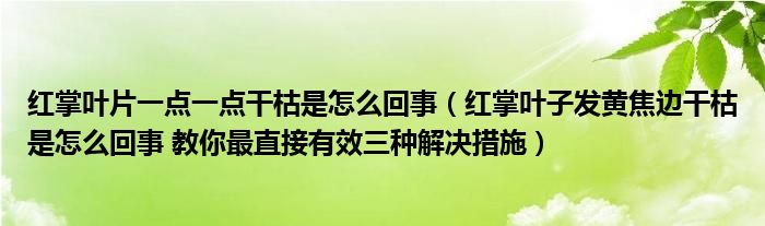 红掌叶片一点一点干枯是怎么回事（红掌叶子发黄焦边干枯是怎么回事 教你最直接有效三种解决措施）