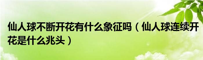 仙人球不断开花有什么象征吗（仙人球连续开花是什么兆头）