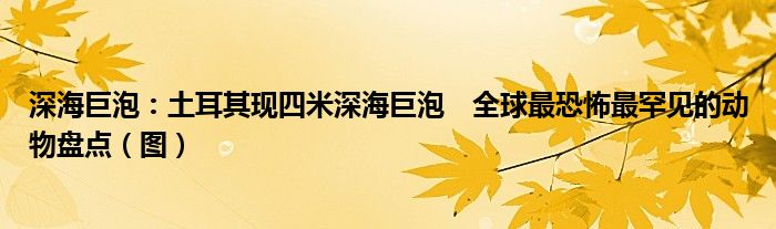 深海巨泡：土耳其现四米深海巨泡　全球最恐怖最罕见的动物盘点（图）