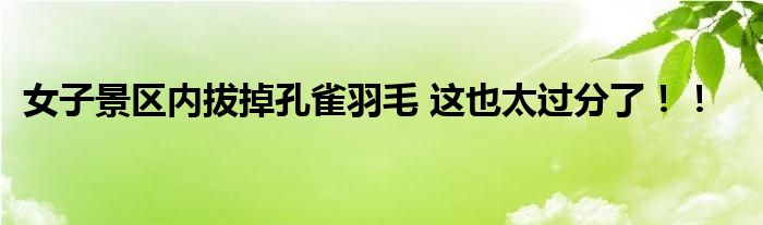 女子景区内拔掉孔雀羽毛 这也太过分了！！