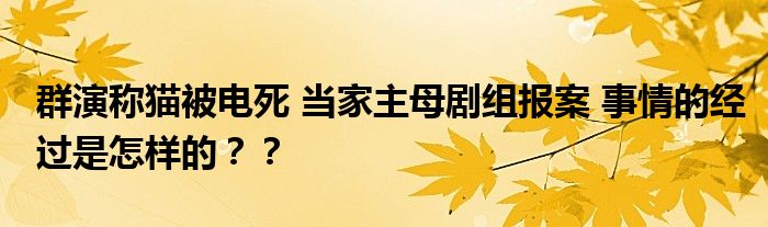 群演称猫被电死 当家主母剧组报案 事情的经过是怎样的？？