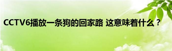 CCTV6播放一条狗的回家路 这意味着什么？