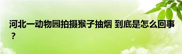 河北一动物园拍摄猴子抽烟 到底是怎么回事？