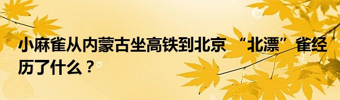 小麻雀从内蒙古坐高铁到北京 “北漂”雀经历了什么？