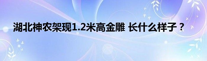 湖北神农架现1.2米高金雕 长什么样子？