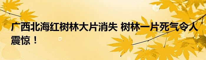 广西北海红树林大片消失 树林一片死气令人震惊！