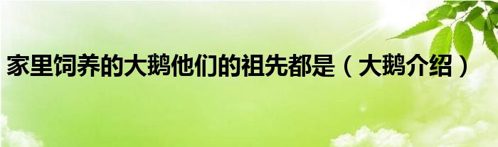 家里饲养的大鹅他们的祖先都是（大鹅介绍）