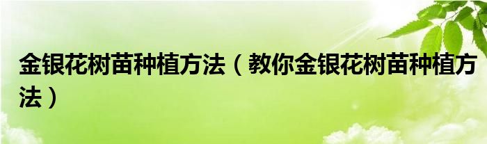 金银花树苗种植方法（教你金银花树苗种植方法）