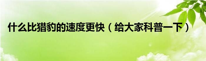 什么比猎豹的速度更快（给大家科普一下）