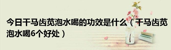 今日干马齿苋泡水喝的功效是什么（干马齿苋泡水喝6个好处）