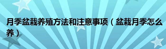 月季盆栽养殖方法和注意事项（盆栽月季怎么养）