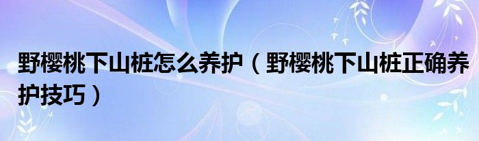 野樱桃下山桩怎么养护（野樱桃下山桩正确养护技巧）