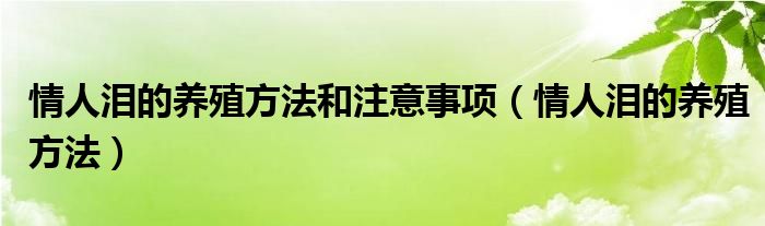 情人泪的养殖方法和注意事项（情人泪的养殖方法）