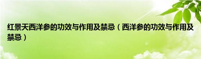 红景天西洋参的功效与作用及禁忌（西洋参的功效与作用及禁忌）