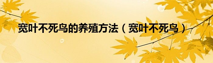 宽叶不死鸟的养殖方法（宽叶不死鸟）