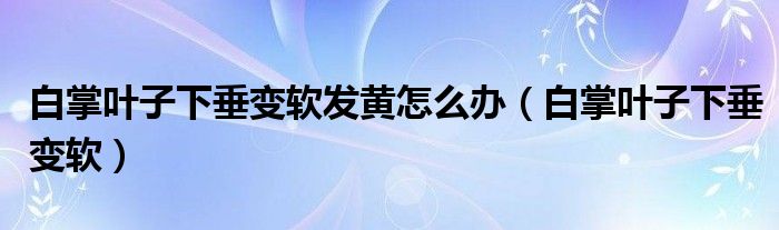 白掌叶子下垂变软发黄怎么办（白掌叶子下垂变软）