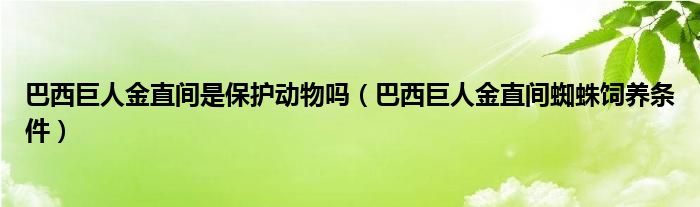 巴西巨人金直间是保护动物吗（巴西巨人金直间蜘蛛饲养条件）