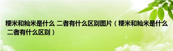 粳米和籼米是什么 二者有什么区别图片（粳米和籼米是什么 二者有什么区别）