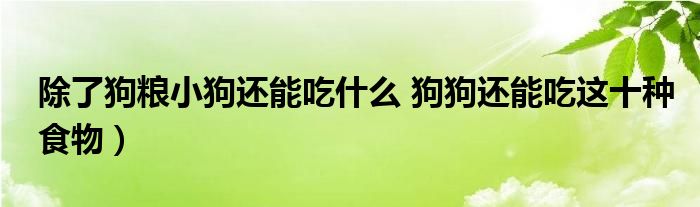 除了狗粮小狗还能吃什么 狗狗还能吃这十种食物）