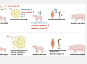 脂肪组织生态失调加剧仔猪产后生长迟缓