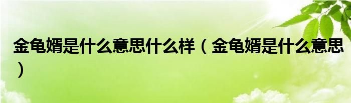 金龟婿是什么意思什么样（金龟婿是什么意思）