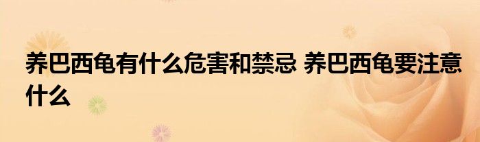 养巴西龟有什么危害和禁忌 养巴西龟要注意什么