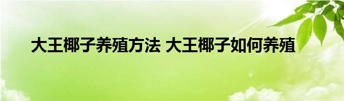 大王椰子养殖方法 大王椰子如何养殖