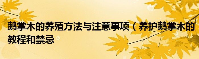 鹅掌木的养殖方法与注意事项（养护鹅掌木的教程和禁忌