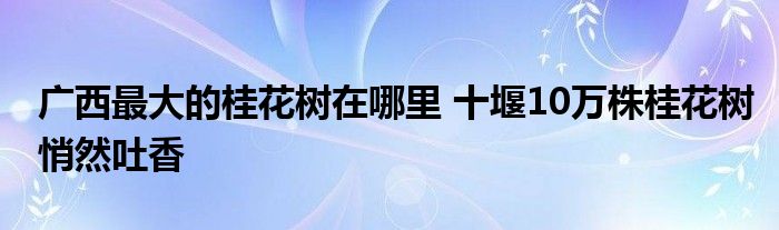 广西最大的桂花树在哪里 十堰10万株桂花树悄然吐香