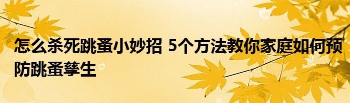 怎么杀死跳蚤小妙招 5个方法教你家庭如何预防跳蚤孳生