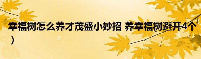 幸福树怎么养才茂盛小妙招 养幸福树避开4个）