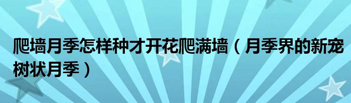 爬墙月季怎样种才开花爬满墙（月季界的新宠树状月季）