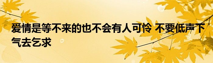 爱情是等不来的也不会有人可怜 不要低声下气去乞求