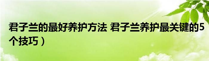 君子兰的最好养护方法 君子兰养护最关键的5个技巧）