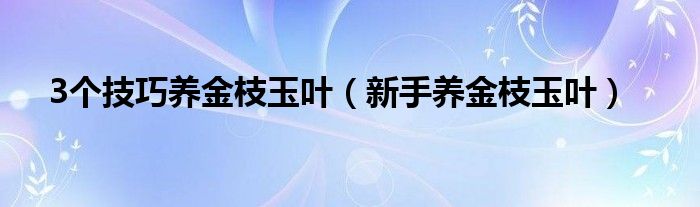 3个技巧养金枝玉叶（新手养金枝玉叶）