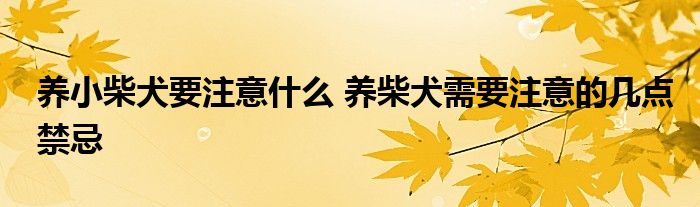 养小柴犬要注意什么 养柴犬需要注意的几点禁忌