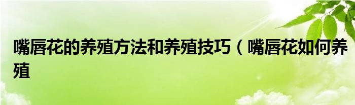 嘴唇花的养殖方法和养殖技巧（嘴唇花如何养殖