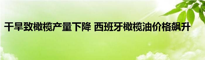 干旱致橄榄产量下降 西班牙橄榄油价格飙升