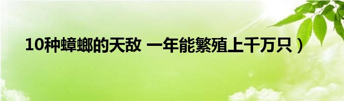 10种蟑螂的天敌 一年能繁殖上千万只）