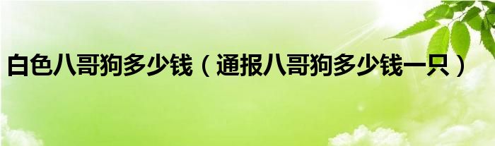 白色八哥狗多少钱（通报八哥狗多少钱一只）